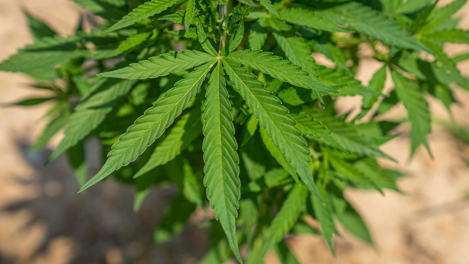 What Are Micro Cultivators? The Full Picture on Small-Scale Growing
