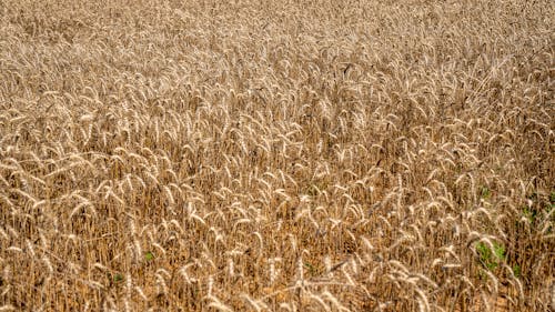 buğday, buğday tarlası, buğdaygil içeren Ücretsiz stok fotoğraf