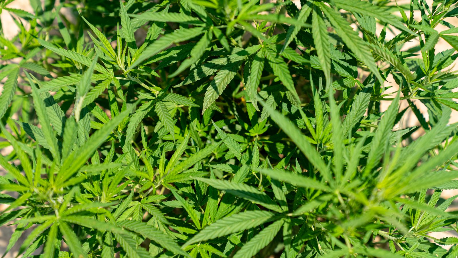 How to Flush Cannabis Plants for a Cleaner Harvest