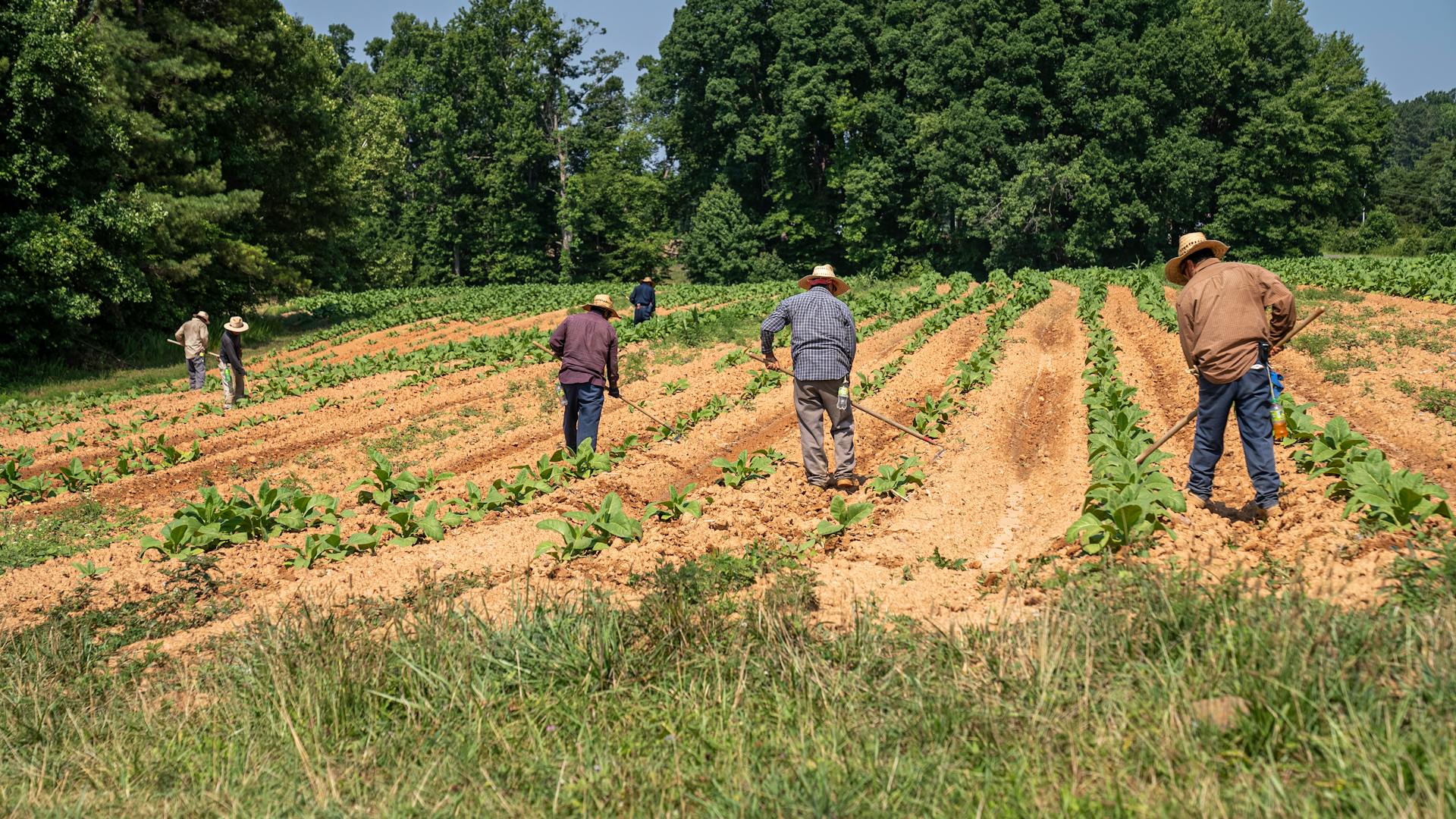 Workers cultivating crops on a farm in North Carolina, showcasing agricultural activities.