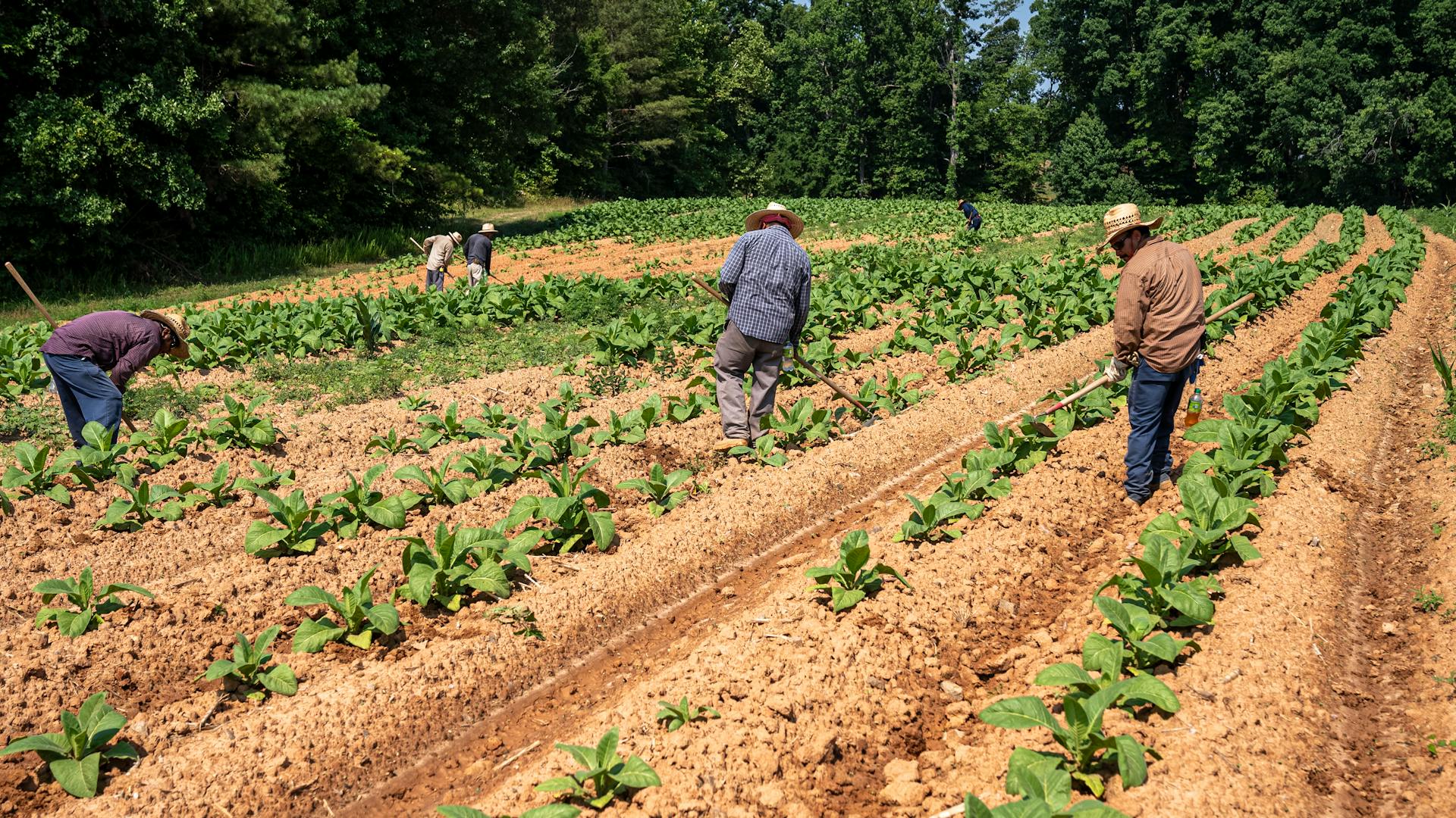 Farmers tending to crops in a lush North Carolina field under a clear sky.