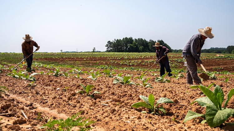 Farmers Digging On Brown Soil 