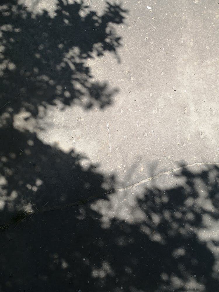 Shadow Of Leaves Of A Tree On The Ground