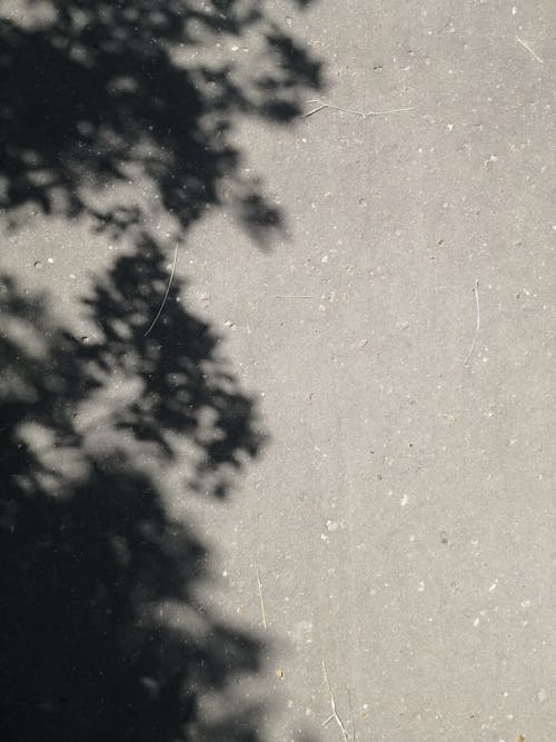 간, 그림자, 나무의 무료 스톡 사진