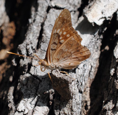 Free Macro Shot of a Hackberry Emperor Butterfly Stock Photo