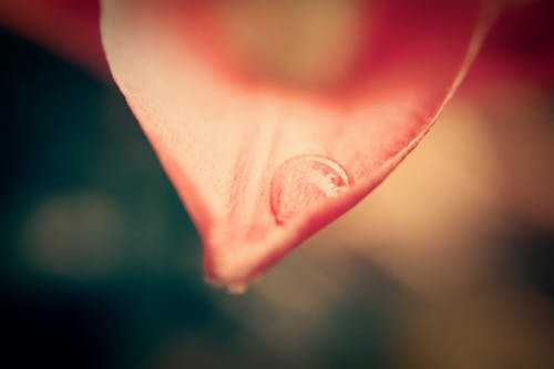 Pink Flower Petal With Dew Drop Close-up Photo