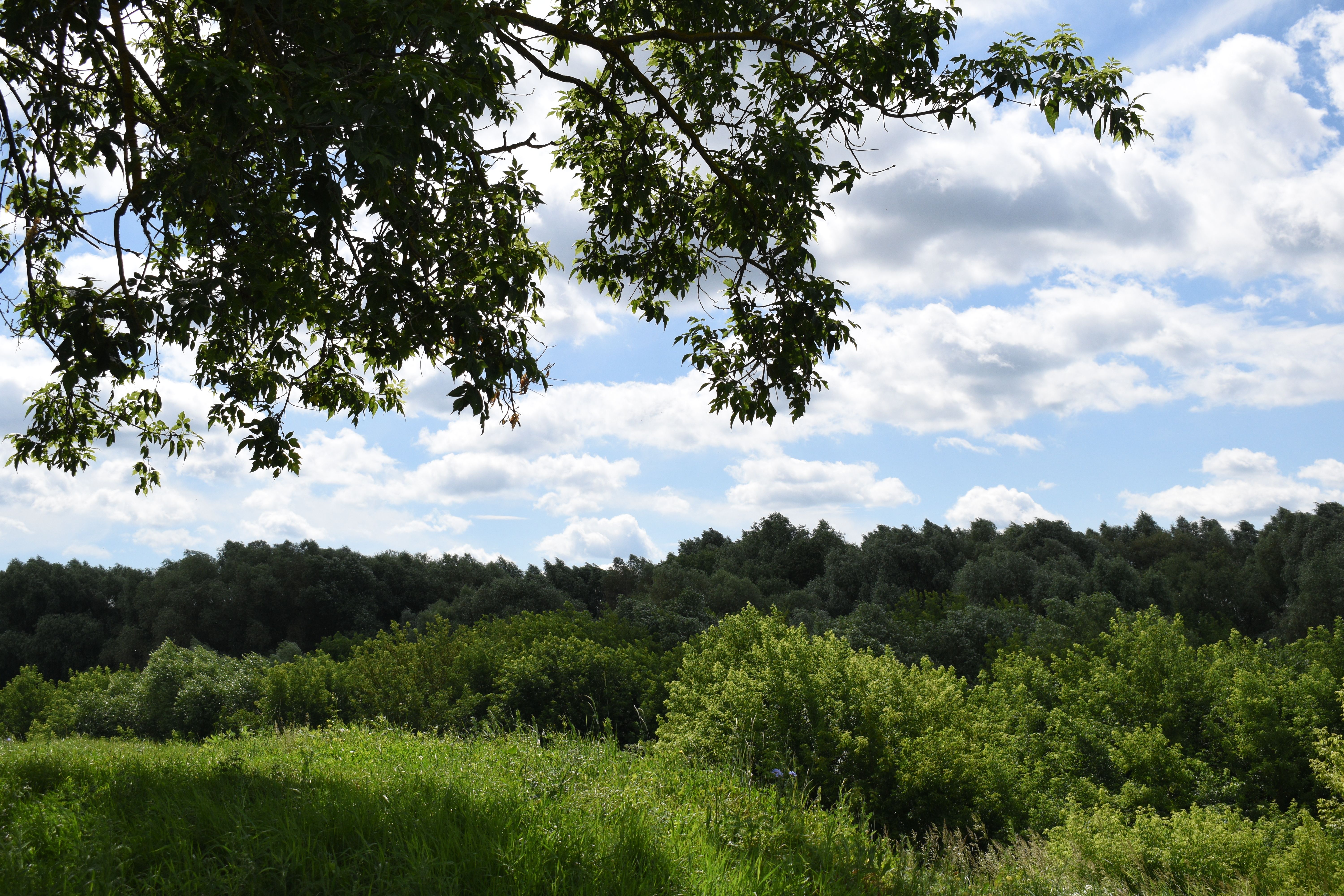 Green Forest in Wild Nature Landscape · Free Stock Photo