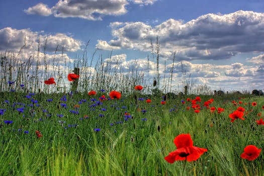 在蓝天下的郁郁葱葱的绿色田野中，充满活力的红色罂粟花和蓝色矢车菊正在绽放