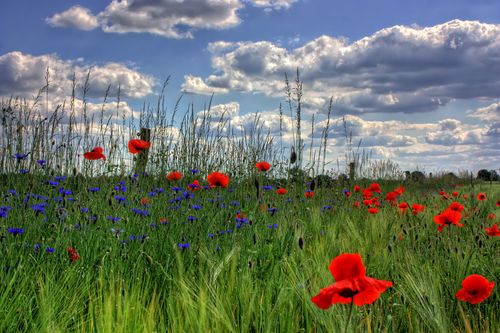 Free Vibrant red poppies and blue cornflowers blooming in a lush green field under a blue sky with clouds. Stock Photo