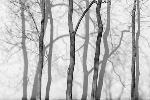 Imagine de stoc gratuită din copaci goi, fără frunze, monocolor