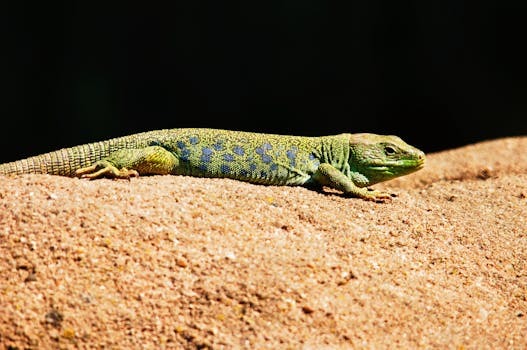 在德国纽伦堡，一只明亮的绿色蜥蜴在阳光明媚的岩石上晒太阳