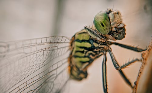 Free Macro Photography of Green Dragonfly Stock Photo