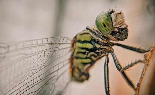 Kostenloses Stock Foto zu auge, entomologie, flügel