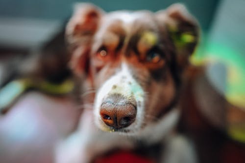 Free stock photo of animal photography, border collie, colourful