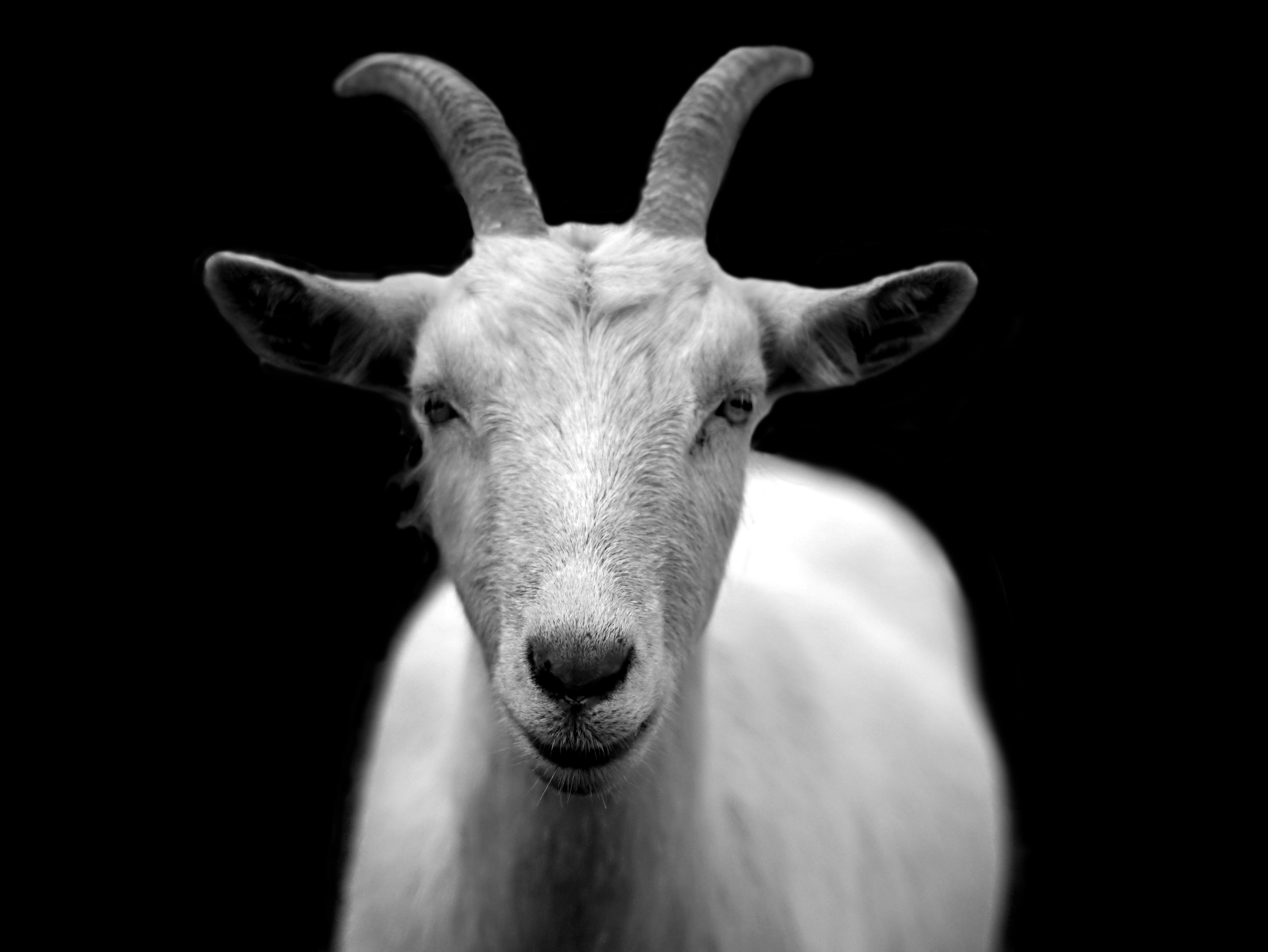 Gray Scale Photo of Goat · Free Stock Photo