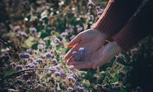 阳光明媚的草地上，特写镜头捕捉到了手握着精致紫色花朵的画面，展现了大自然的美丽与宁静