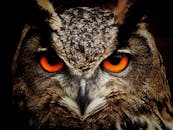 猫头鹰的特写镜头生动展现了它橙色的明亮眼睛和精细的羽毛细节