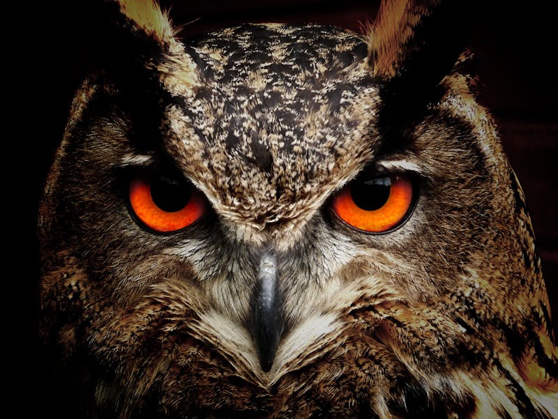 Great Horned Owl