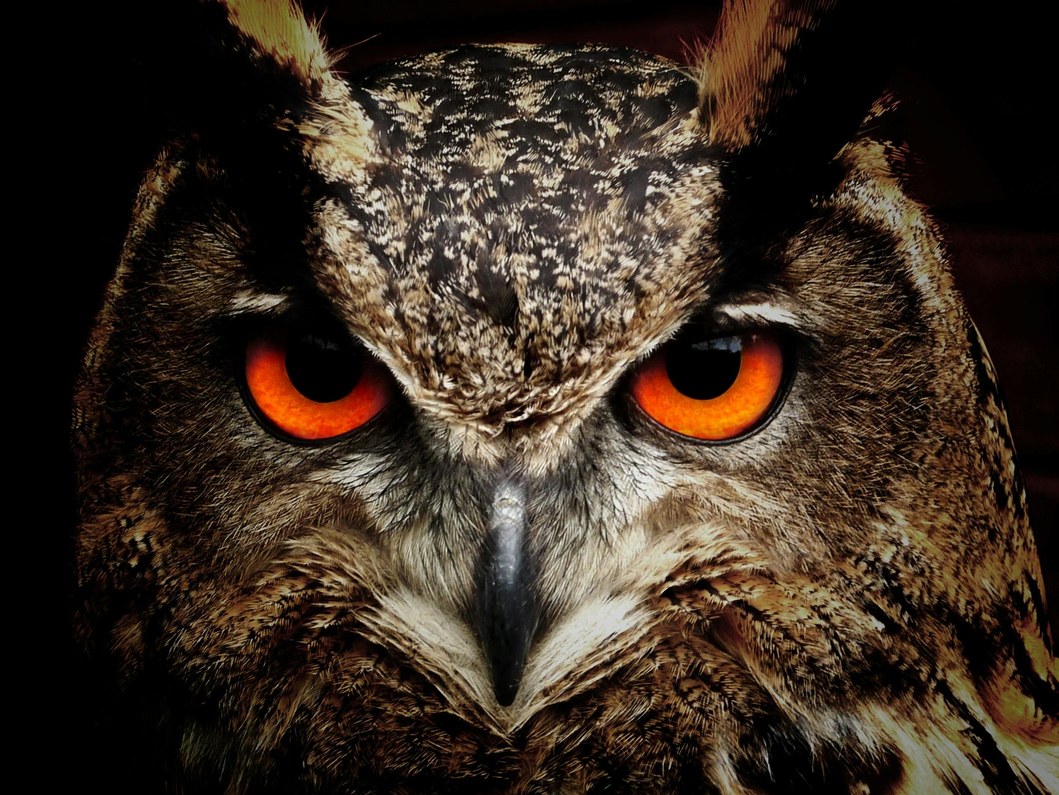 Brown And Black Owl Staring Free Stock Photo