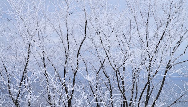 白雪覆盖的错综树枝在柔和的蓝天下，构成了一幅引人注目的冬日景象