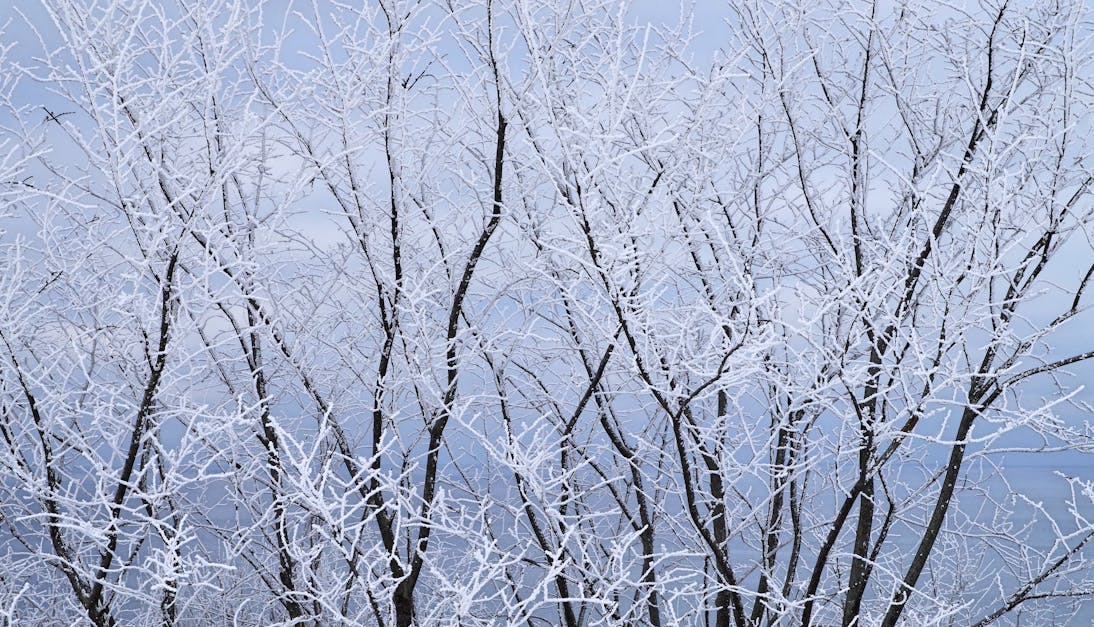 Frozen Trees At Winter Season · Free Stock Photo