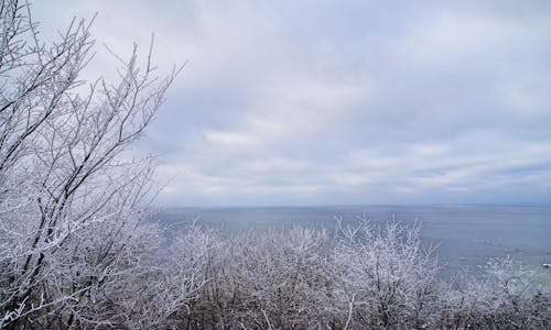 Imagine de stoc gratuită din anotimp, arbori, cer