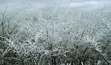 冬日景象令人惊叹，霜冻的积雪树枝映衬着多云的天空