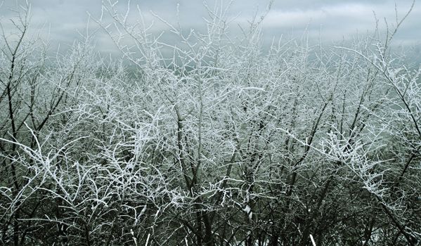 冬日景象令人惊叹，霜冻的积雪树枝映衬着多云的天空