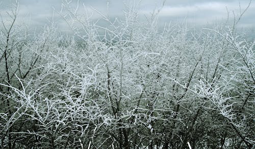 Illinois Winter Outlook: Less Snow, More Warm Days Ahead