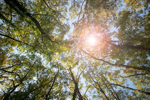 ローアングルショット, 太陽, 木の無料の写真素材