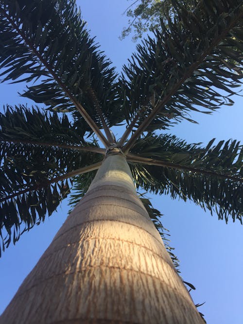 Foto profissional grátis de céu azul, folhas de palmeira, palmeira