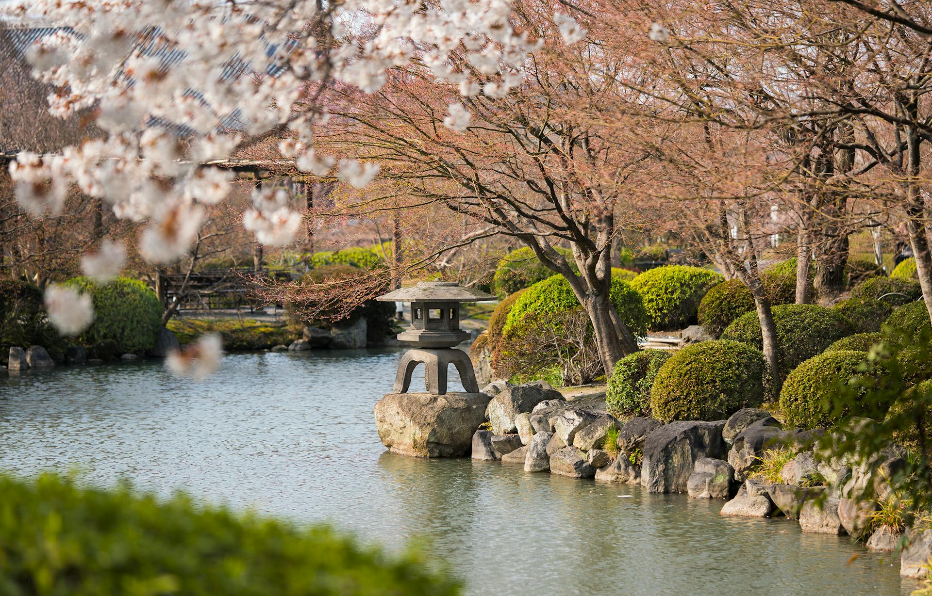 Tranquil garden with cherry blossoms and stone lantern