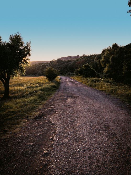 Free Serene rural scene of a dirt road surrounded by lush green trees under a clear blue sky. Stock Photo