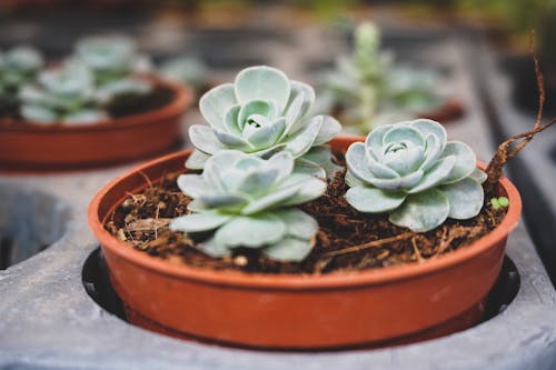 Free stock photo of cactus, cactus plant, natural