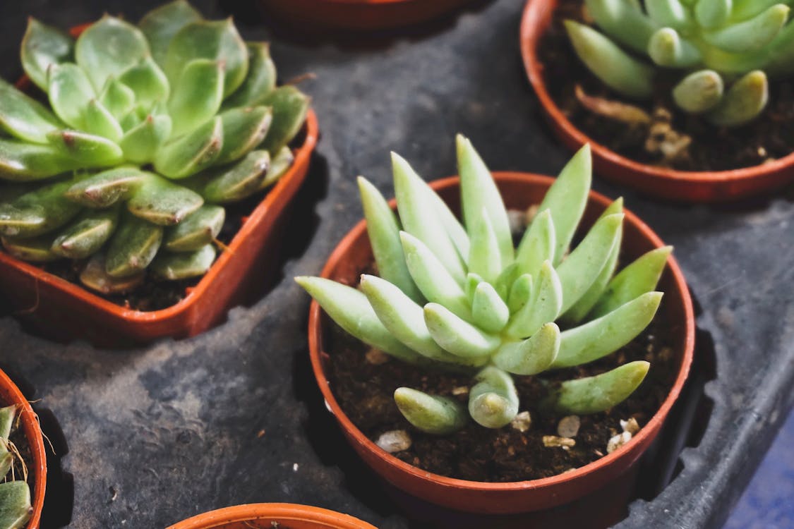 Free Two Green Succulent Plants Stock Photo
