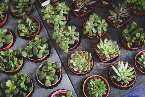 Free stock photo of cactus, cactus plant, green