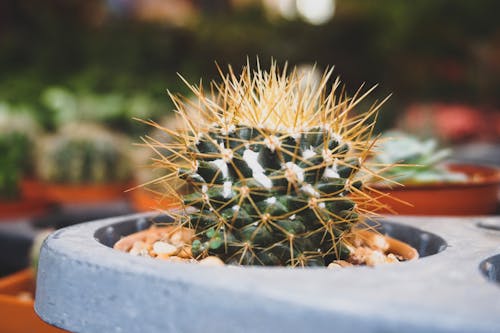 Free Close-up Photography of Cactus Stock Photo