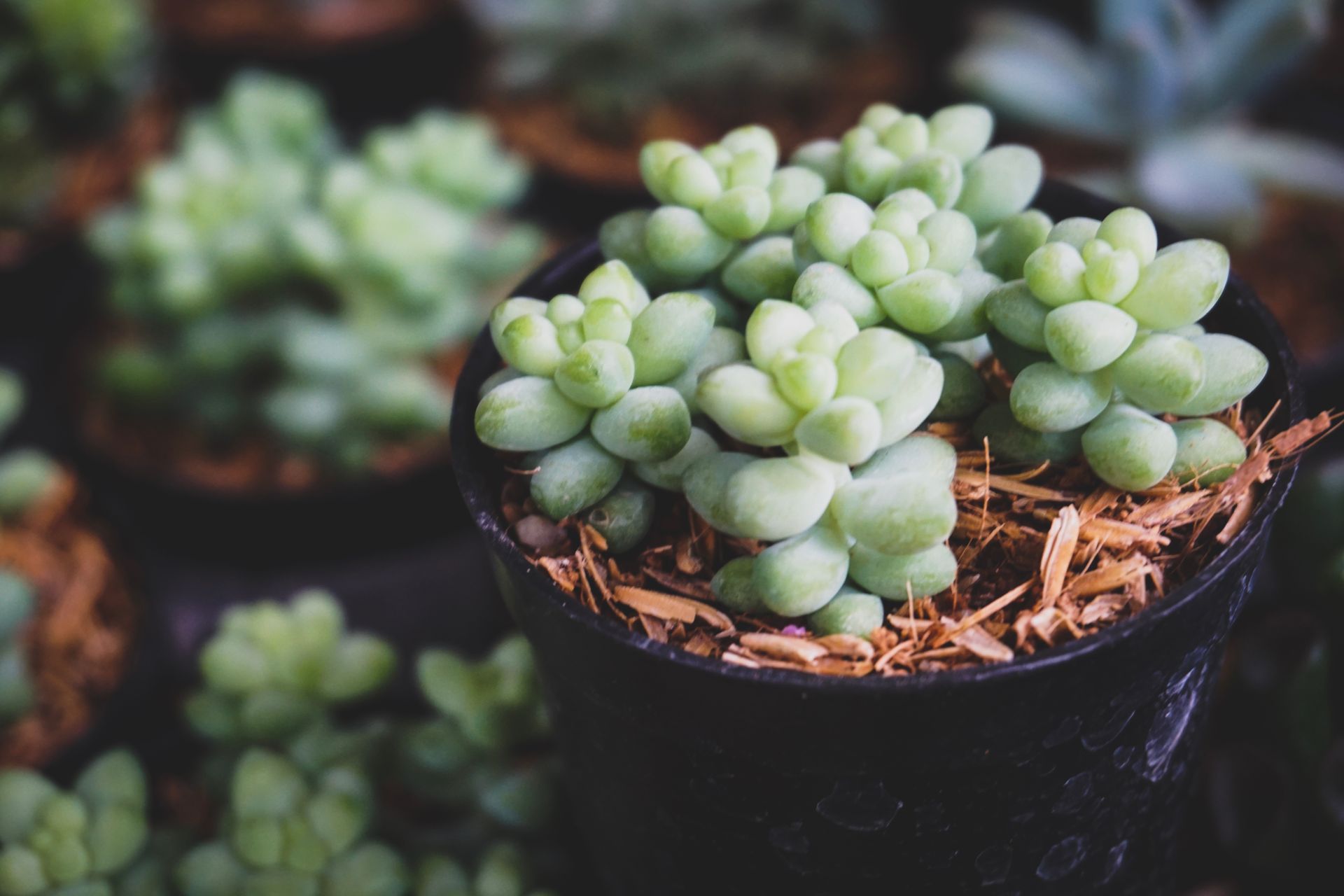 Vibrant green succulent plant in a black pot, showcasing fresh growth and natural beauty.