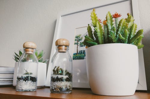 Free stock photo of cactus, green, white