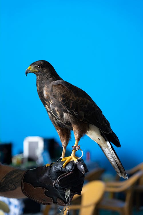 Close Up Shot of a Hawk