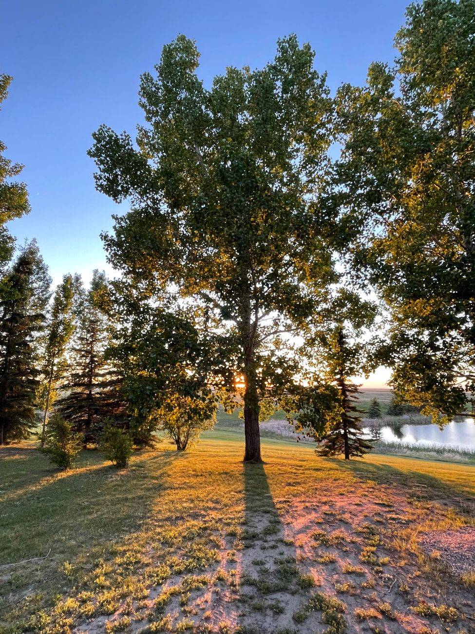 Golden sunset through trees beside an Alberta lake