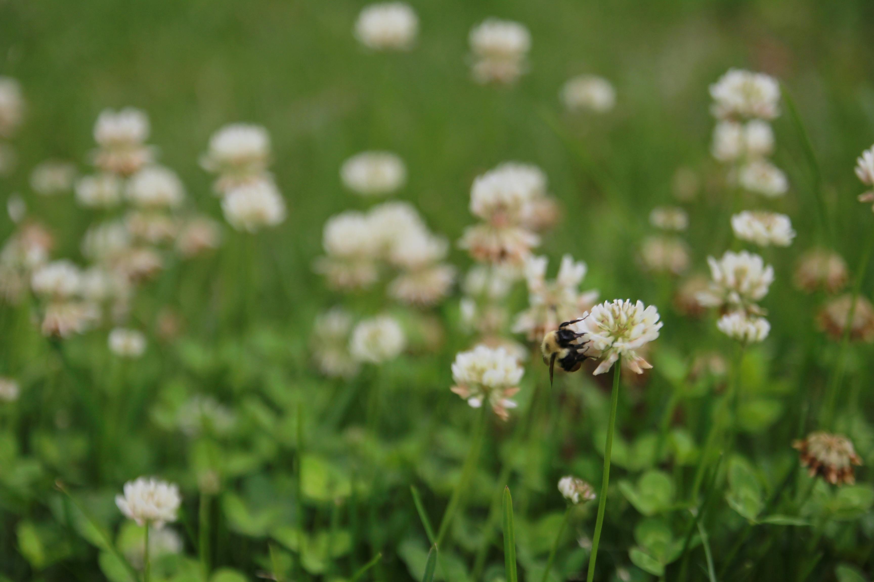Free stock photo of bee, bumblebee, clover