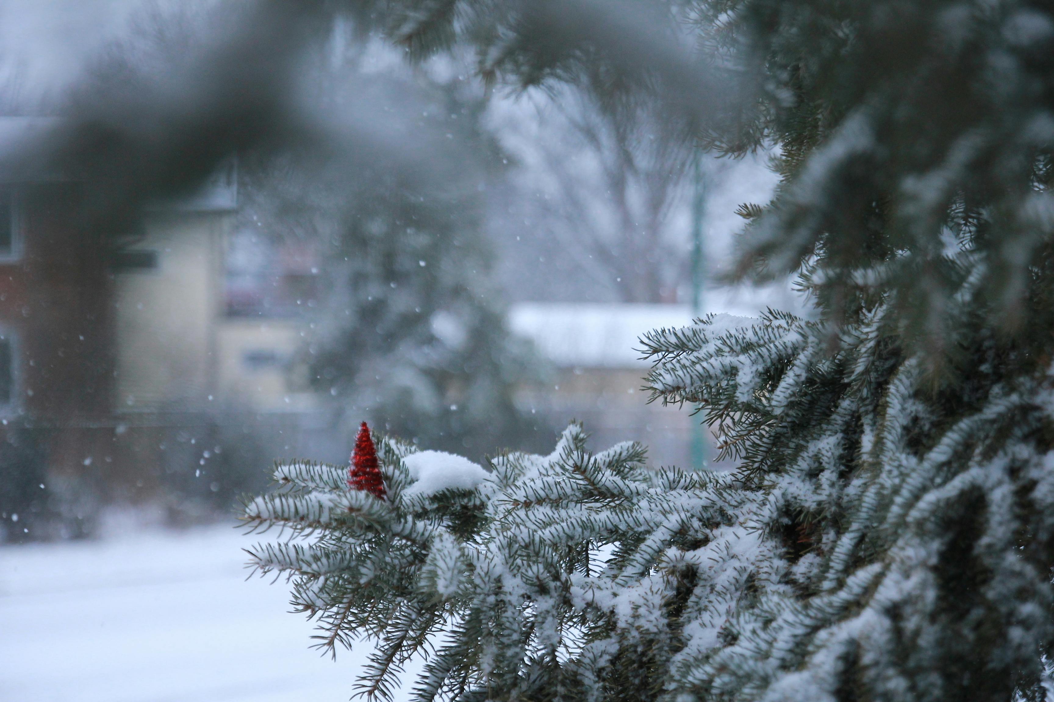 Photo Gratuite De Enneige Hiver Neige