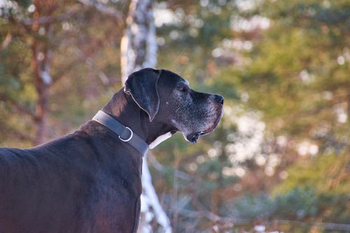 Free Side view of a Great Dane dog with a blurred nature background, showcasing its majestic presence. Stock Photo