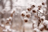 宁静的冬日雪景中，雪花落在干枯的植物茎上，非常适合季节性主题