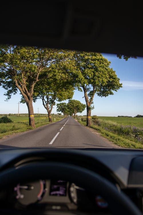 Imagine de stoc gratuită din arbori, asfalt, drum