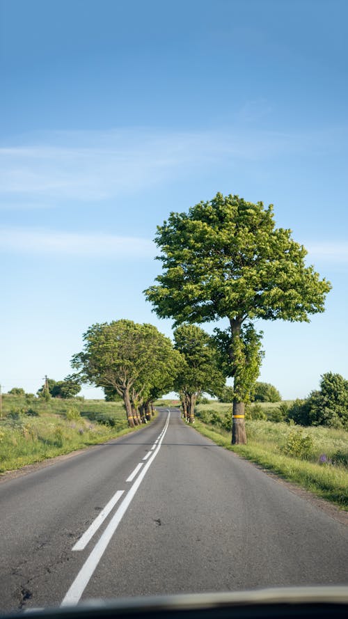 Imagine de stoc gratuită din arbori, asfalt, drum