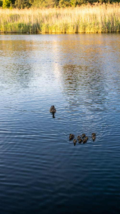 Brown Ducks on the Water