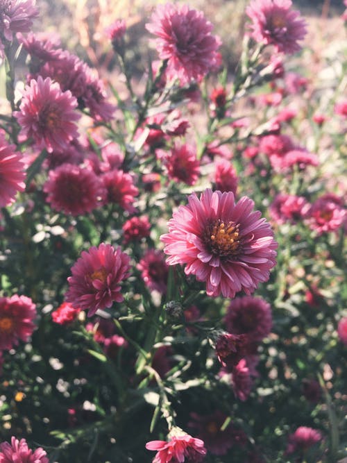 Close-Up Shot of Blooming Asters