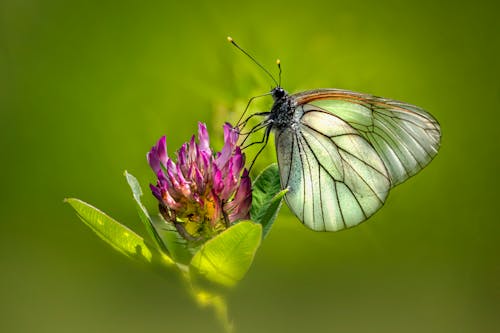 Free Macro Shot of a Butterfly Pollinating a Flower Stock Photo